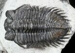 Bargain Coltraneia - Bug Eyed Trilobite #46085-3